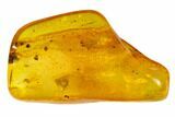 Two Fossil Flies (Diptera) In Baltic Amber #145406-2